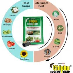 Chipku American Bollwarm Lure (10 Pieces) for Cotton, Pea, Tomato, etc.